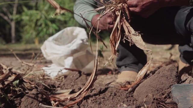 Slow motion of a Kalunga person's hand pulling turmeric roots from the earth. Traditional farming in the Brazilian Cerrado biome