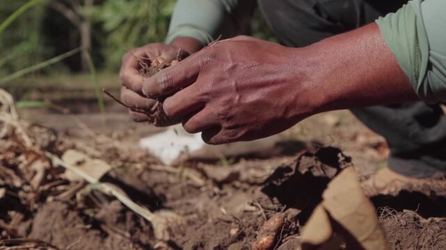 Slow motion closeup of an indigenous farmer's hands carefully cleaning a freshly harvested turmeric root from the Brazilian Cerrado soil