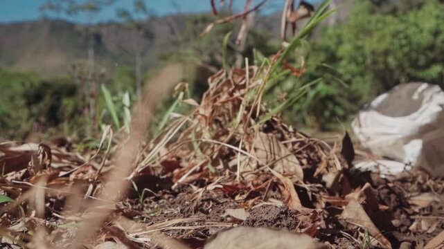 Indigenous person using a hoe to dig up the ground and harvest Cerrado saffron, also known as turmeric, in a rural area of Brazil