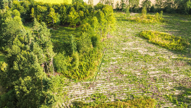 Environmental conservation through sustainable tree planting