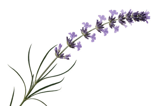 Long Lavender Flowering Stem With Purple Clusters Narrow Green Leaves Graceful Elongated Composition Isolated Transparent PNG Botanical Illustration