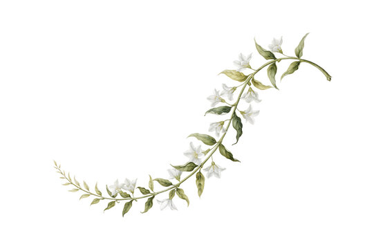 Long Elegant Green Botanical Vine With Small White Flowers Naturally Curved Stem Isolated Transparent PNG Floral Decorative Element