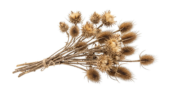 Dried teasel flower heads tied together with twine on a white background