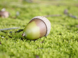 acorn on grass © Japan Daily Snaps 