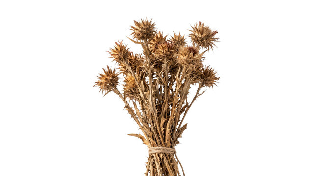 Dried thistle flower heads tied together with twine on a white background
