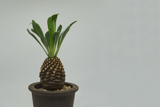 右側に広いコピースペースがある塊根植物 ユーフォルビア・ブプレウリフォリアの鉢植え
