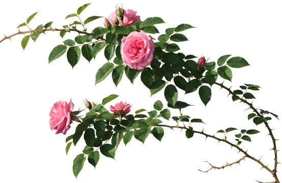 Photorealistic Long Climbing Rose Plant With Thorny Stems Green Leaves And Natural Pink Roses Isolated Transparent PNG Botanical Branch