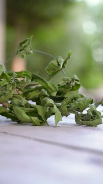 Dried lemon verbena leaves on wooden table, close-up video clip