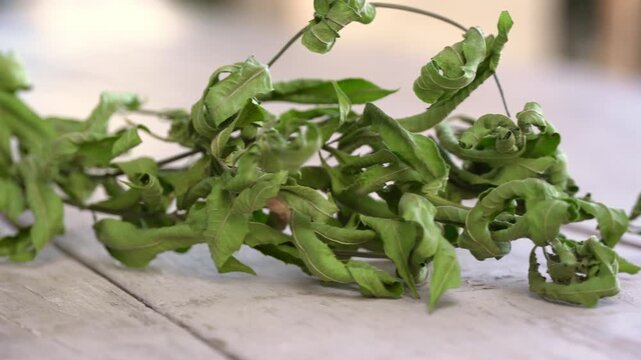 Dried lemon verbena leaves on wooden table, close-up video clip