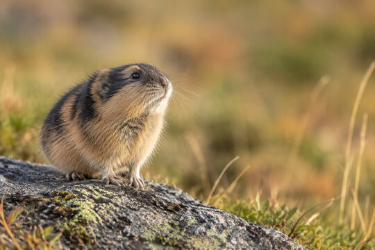Small brown lemming standing alert on rocky outcrop in grassland