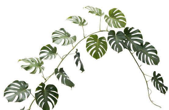 Photorealistic Long Monstera Vine With Large Natural Green Leaves Along Climbing Stem Isolated Transparent PNG Tropical Botanical Plant