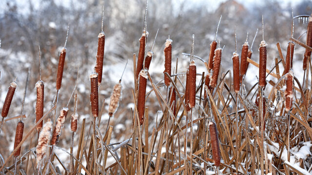 Typha close-up. Phragmites australis. photo with dry Reeds, Typha Latifolia, also called bulrush, reedmace, cattail or corn dog grass, on the shore of the frozen lake. autumn season. winter time