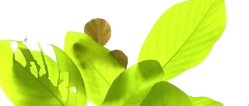 Vibrant green leaves glowing in bright sunlight during summer day. Dense tropical foliage tree canopy creating natural fresh outdoor background with soft shadows and illumination.