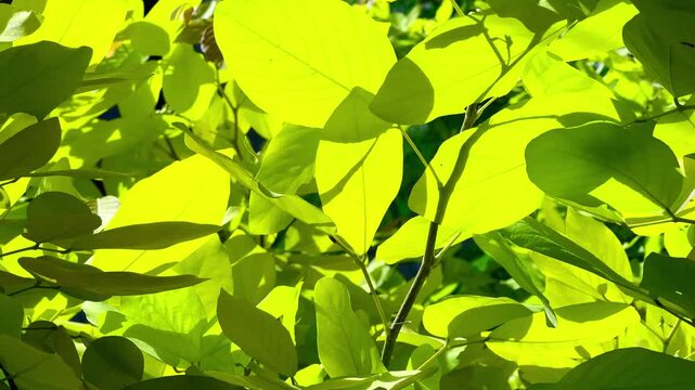Vibrant green leaves glowing in bright sunlight during summer day. Dense tropical foliage tree canopy creating natural fresh outdoor background with soft shadows and illumination.