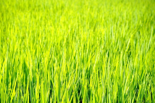 陽光が降り注ぐ広大な青々とした水田に、若々しい稲の苗が生命力豊かに育つ様子を捉えたクローズアップショット。手前の鮮やかな緑の葉が風にそよぎ、豊かな収穫を予感させる夏の風景。