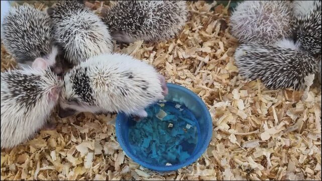 A group of young African pygmy hedgehogs with various quill patterns huddled together on wood shaving bedding near a small blue water bowl. Adorable exotic pets in a domestic enclosure.
