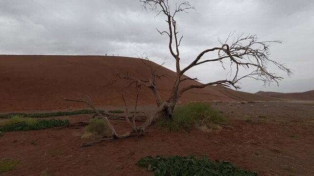 Dry trees in desert crater area at Deadvlei in Sossusvlei territory - Namibian world famous desert - African nature wonder with unique wild landscape in Namibia near South Africa