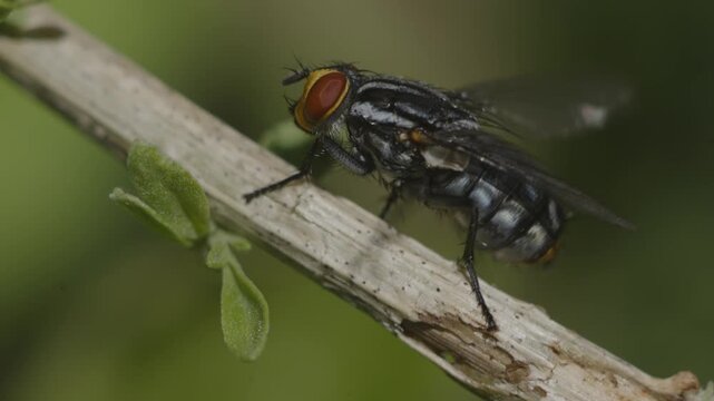 A fly (Musca domestica) seen up close, perched on a branch, scratching its body by moving its legs.