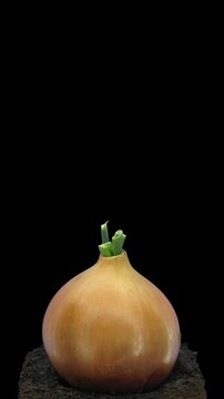Time lapse of an onion bulb growing in a pot, showing green sprout development. Isolated on a black background. Vertical 4K video for botanical and educational use.