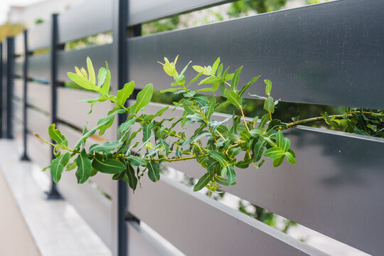 Modern fence with aluminum or metal shutter

