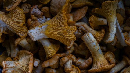 Rustic mushroom background, arranged golden chanterelle mushrooms on textured linen surface, forest mushrooms for cooking, top view, flat lay. © jtamm