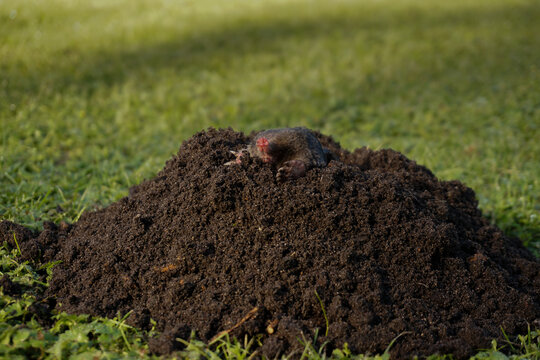 Wild mole emerging from fresh dark molehill mound on green lawn, garden pest control, lawn care services, and landscaping damage awareness.