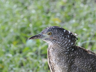 Obraz premium Female Malayan Night Heron(Gorsachius melanolophus) in Taiwan(Liuchuan Canal, Taichung)(close-up shot).