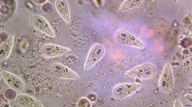 Microscopic view of trichomonas vaginalis protozoa