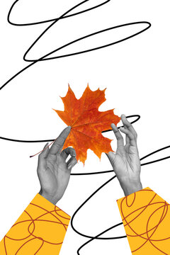Composite trend artwork 3D sketch image photo collage of monochrome&nbsp;two&nbsp;huge hand hold maple leave nature autumn season line doodle
