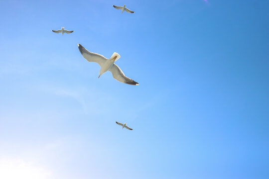 seagull at the sky