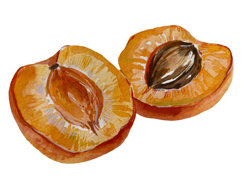 Hand-painted watercolor illustration of two ripe apricot halves with visible pits, fresh orange fruit, isolated on transparent background