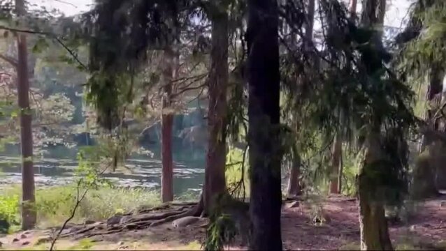 trees in the forest