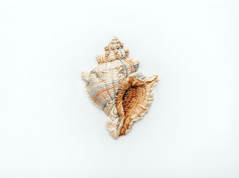 Detailed seashell specimen with spiral ridges and warm tan coloring isolated on white background