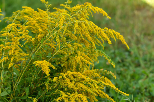 Blooming yellow ragweed bushes. Ambrosia on a summer day. Flowering goldenrod in the garden. Soft focus. Medicine concept. Floral, summer, autumn background.