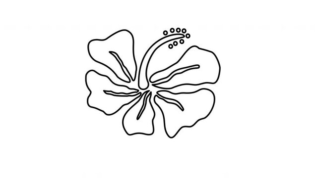 hibiscus flower outline