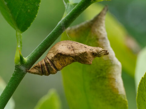 Brown pupa of Lime Butterfly (Papilio demoleus) attached to citrus stem showing camouflage and girdle silk