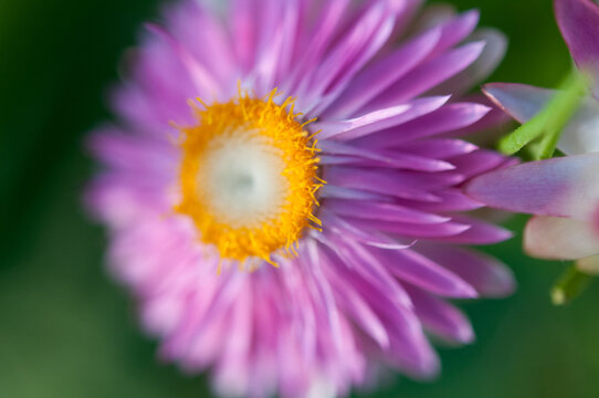 Strawflower in full bloom with bright pink petals and yellow center