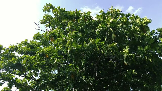 Lush green breadfruit tree crown against clear blue sky outdoor tropical flora