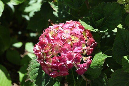 vibrant mophead bigleaf hydrangea, densely packed rounded flower clusters, multi-toned raspberry-pink, lavender petals (Hydrangea-macrophylla) (close-up, full-sunlight) 6119
