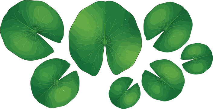 Green water lily pads set with leaf veins floating on white background for nature design elements vector