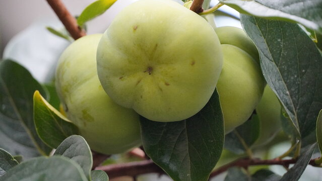 Green apples hanging on tree branch with lush green leaves against mountain backdrop under soft morning light in early spring season