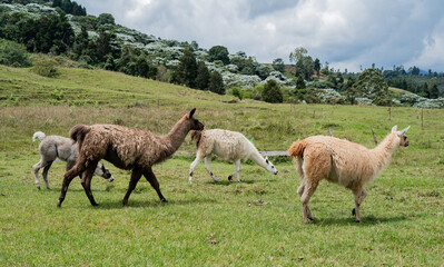 Fototapeta premium Llamas pastando en paisaje rural de montaña con praderas verdes y vegetación andina