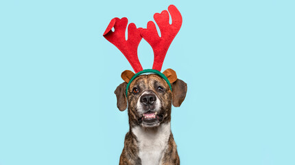 Brindle Pitbull Christmas Portrait with Reindeer Antlers, Holiday Celebration, Festive Spirit, Joy, Happiness, Fun, Family and Pet Companionship © Beatriz