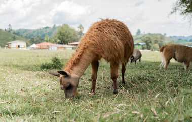 Fototapeta premium Llama marrón pastando en pradera verde de paisaje rural andino