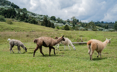 Fototapeta premium Llamas pastando en pradera verde de montaña con bosque andino y cielo nublado