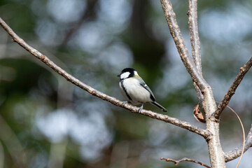 Close Up of Japanese Tit Perched on Tree Branch with Soft Green Bokeh Background © Kazutaka