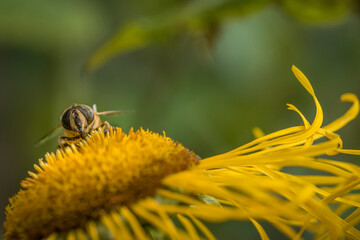 Bee in a summer garden. Colorful garden image. © Rob