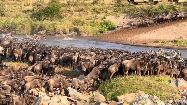 Wildebeest great migration crossing Mara river with safari vehicles