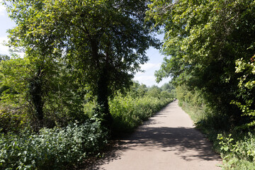 Obraz premium Tree-lined footpath curving through green summer woodland at Morden Hall Park, London, in bright sunlight