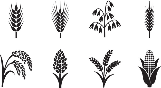 Cereal crop icons collection with wheat barley rice oats corn and grain vector set